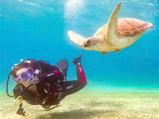 شعاب مرجانية وسلاحف وأسماك قرش ودلافين تجذب الغواصين للأعماق