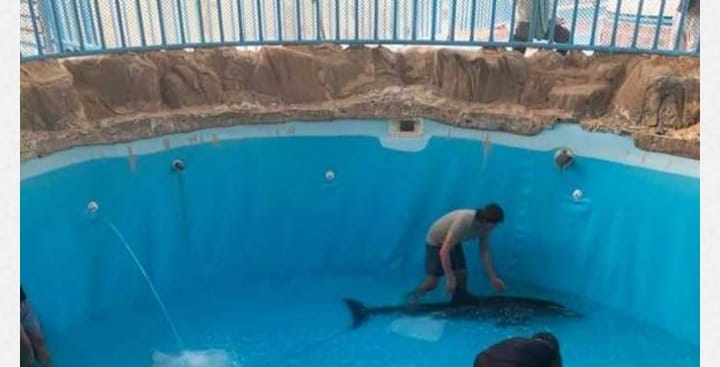 بعد جنوحه للشاطئ.. تحسن حالة الدولفين طيبة وفريق علمي لمتابعة حالته الصحية