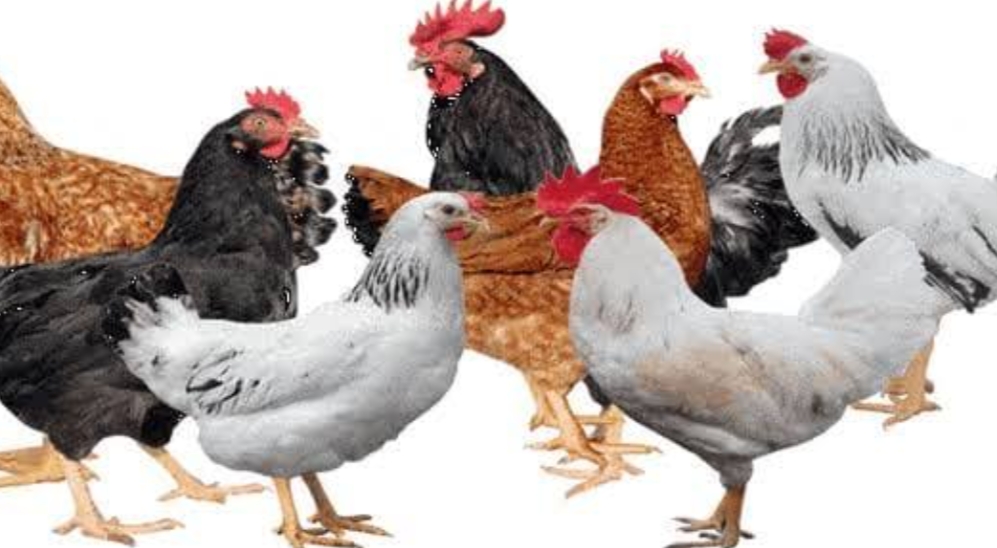 أسعار الدواجن في السوق المحلية اليوم 16 يوليو