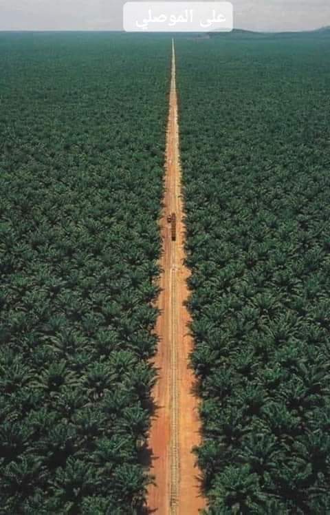 تعرف على أكبر مزرعة في العالم لإنتاج التمور