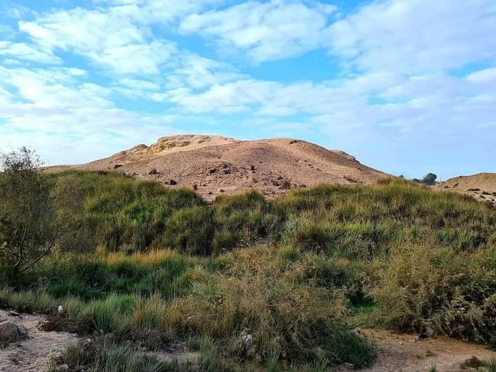 تل اليهودية .قرية كفر الشوبك . القليوبية -