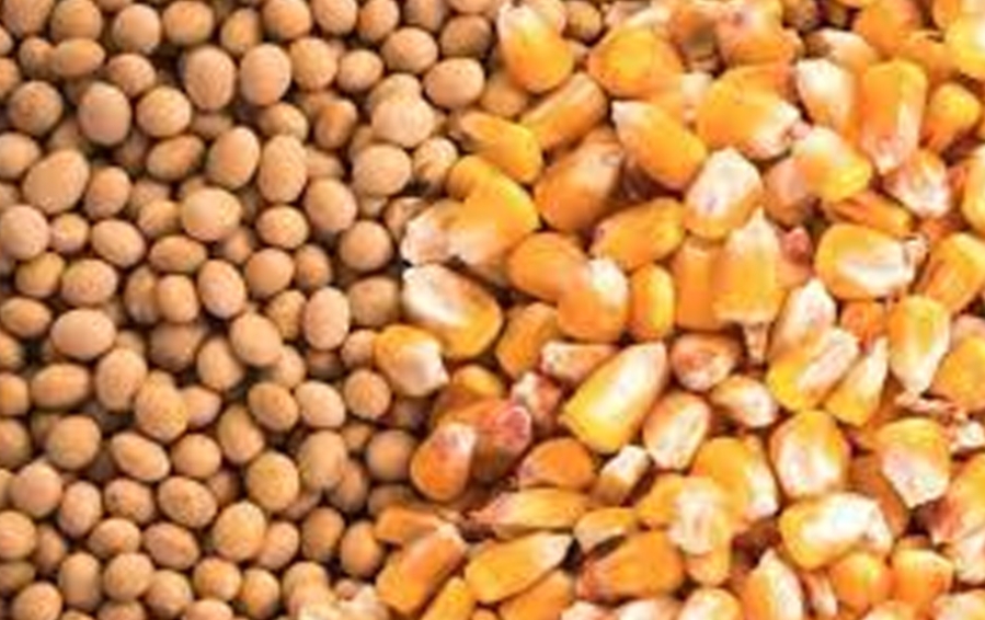 لأول مرة يتم خلال أسبوع الإفراج عن حوالي 300 ألف طن مستلزمات أعلاف ب 135 مليون دولار    