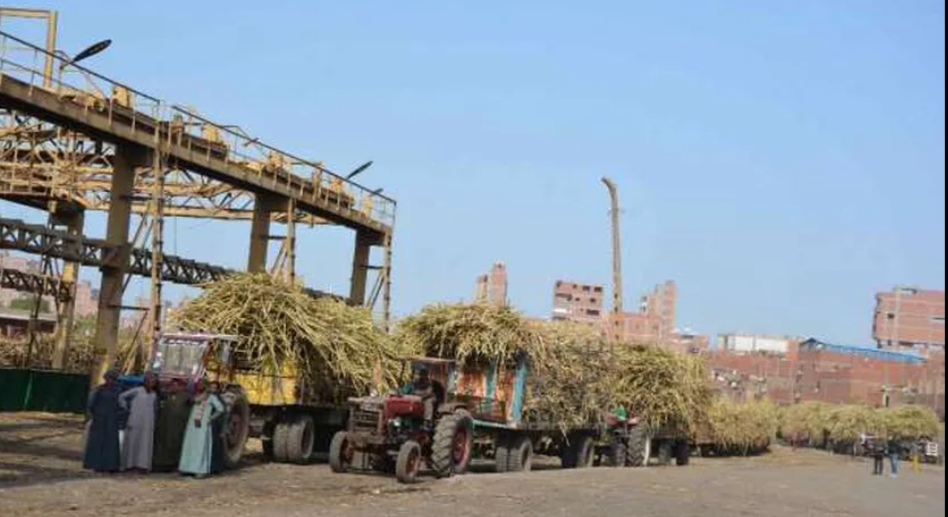 وزارة التموين... توريد مليون و400 ألف طن قصب سكر من بداية الموسم حتى ا