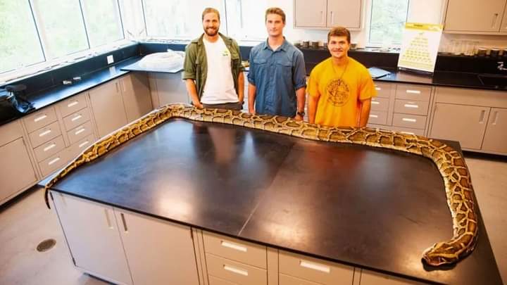 بطول يقارب الـ6 أمتار.. شاب يصطاد بيديه أكبر ثعبان بورمي في تاريخ ولاية أمريكية!