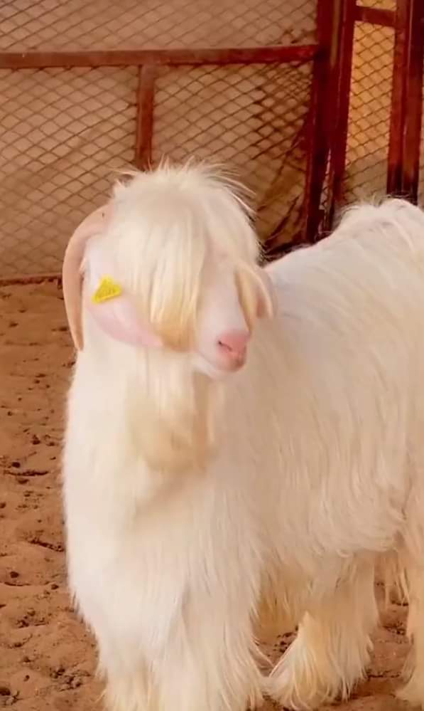 يطاوعك قلبك تذبحه في العيد؟".. تيس جميل يثير التفاعل على تويتر ومطالبات بعدم ذبحه