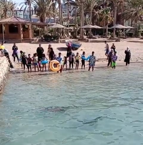 بلا أسنان.. رواد شواطىء الغردقة يرصدون ظهور سمكة مانتا رأى. المعروفة باسم شيطان البحر