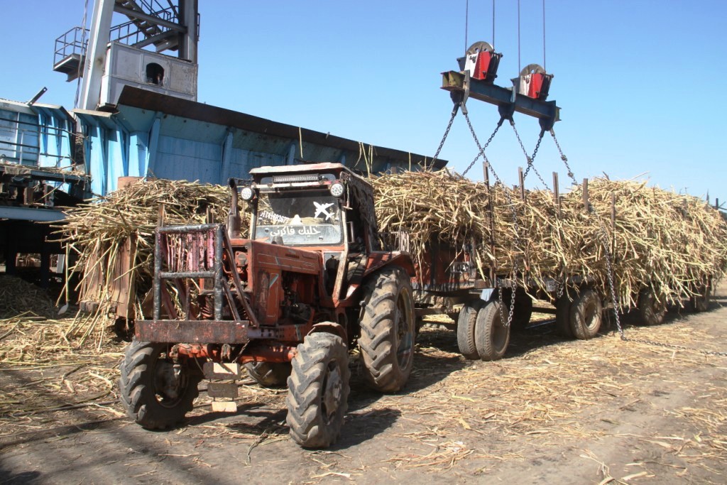 بدء موسم حصاد القصب باسوان لعام 2024 