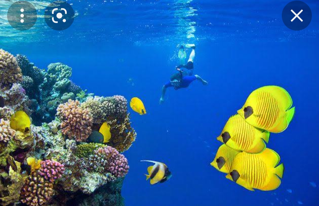 نواب البحر الأحمر يطالبون بفتح مناطق جديدة للسياحة البيئية..أشهرها «شايب البنات وأم عنبة»