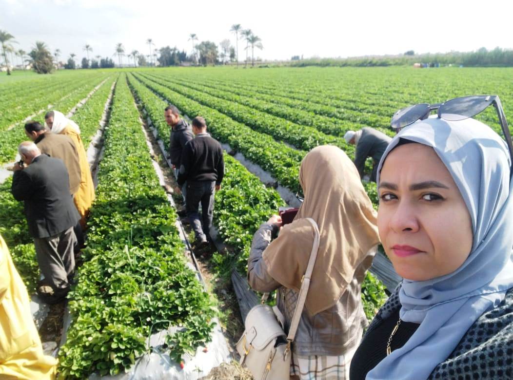 يوم حقلى بزراعة البحيرة في خفض الإصابة الحشرية لمحصول الفراولة 