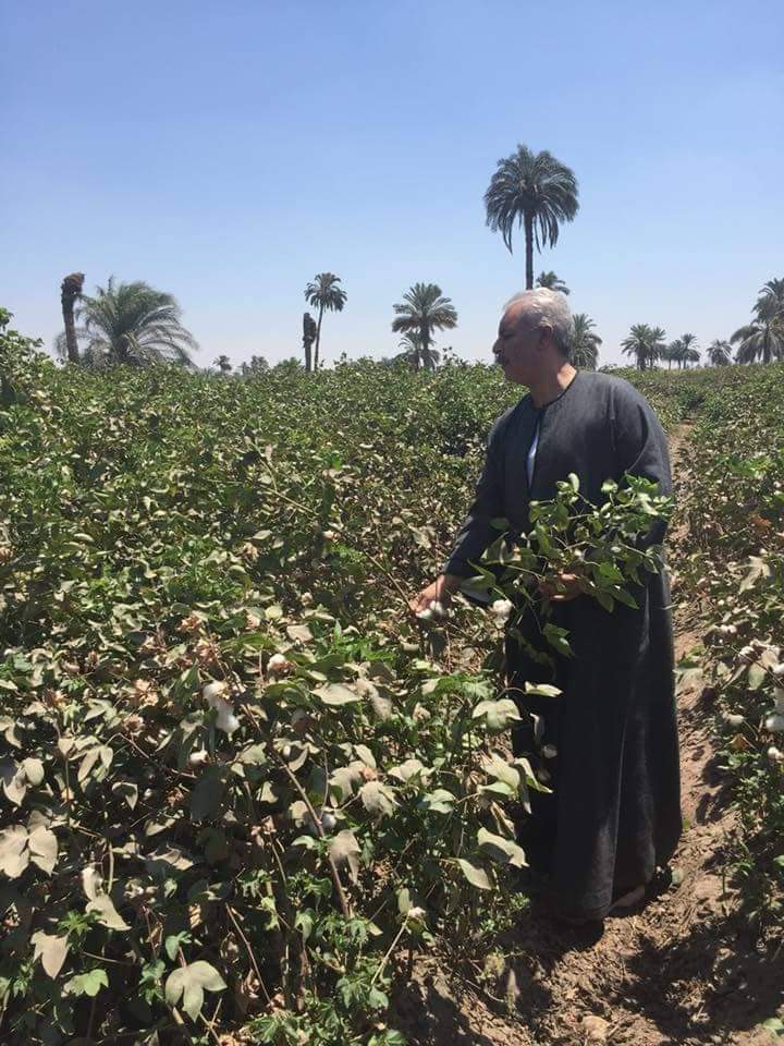 نقيب الفلاحين وزارة الزراعة تركت مزارعي القطن فريسة للتجار