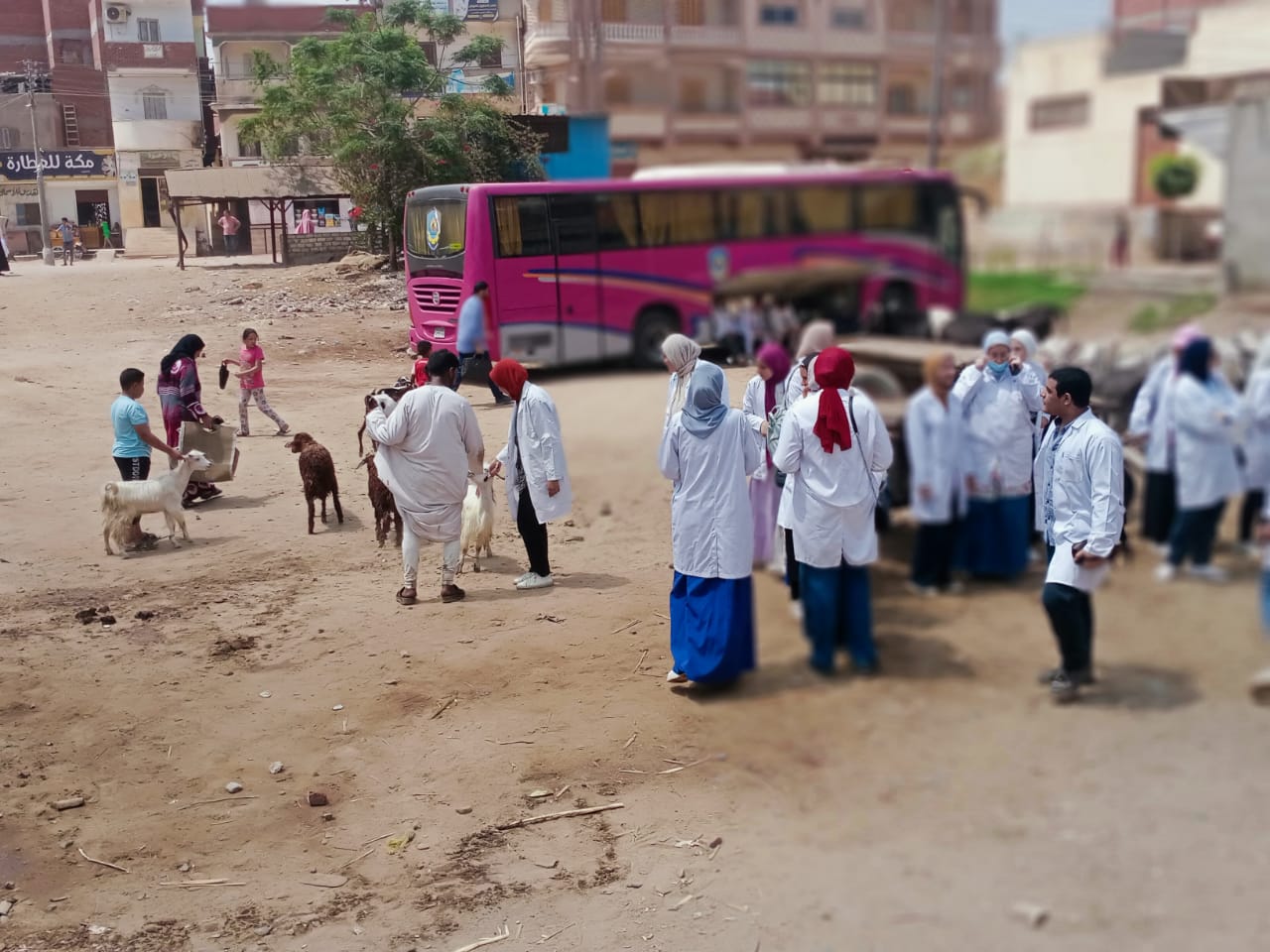 بيطرى البحيره علاج 20 ألف رأس ماشية في مختلف التخصصات وتحصين 4463 رأس بالقرى والأسواق