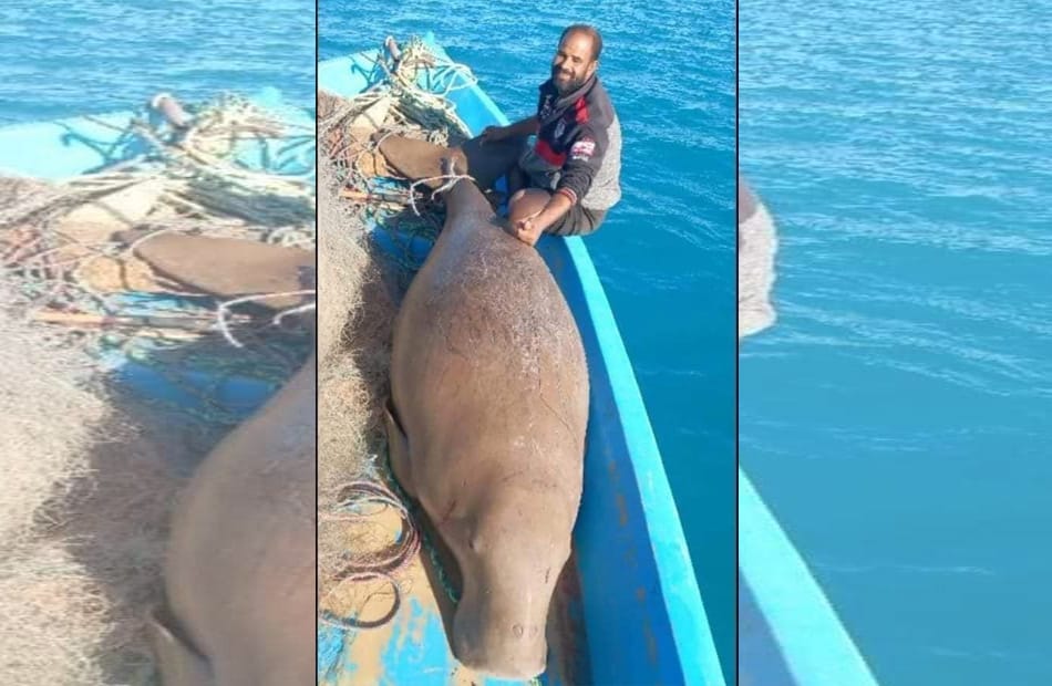 محميات البيئة بمرسى علم...إلقاءالقبض علي صياد عروس البحر