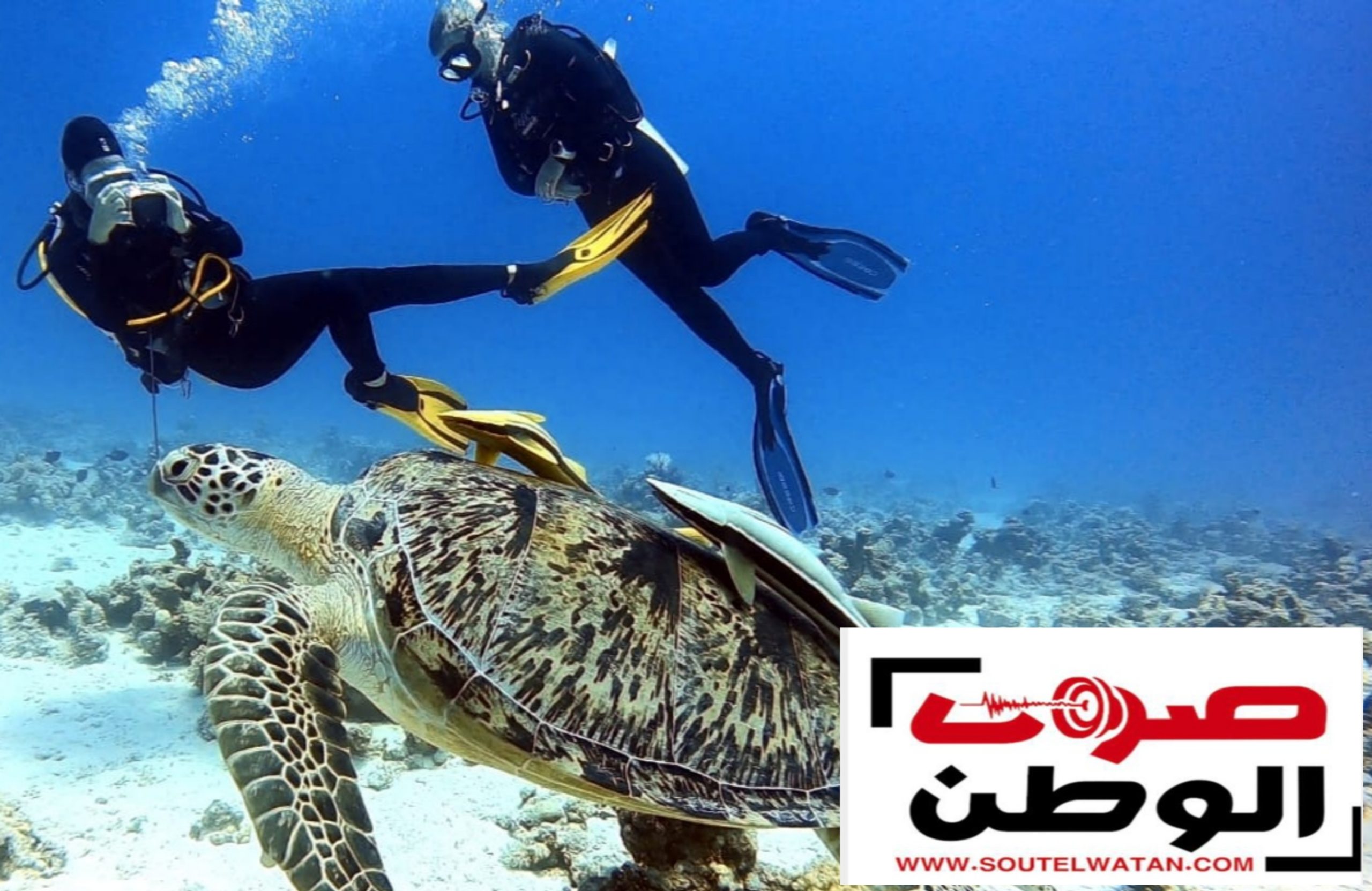 رقصوا معها تحت الماء.. سائحون يوثقون ظهور السلاحف الخضراء النادرة أثناء رحلة غوص في الغردقة | صور