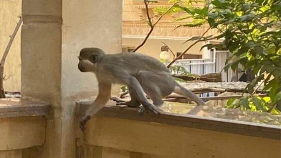 قرد يثير الذعر في شوارع طهطا