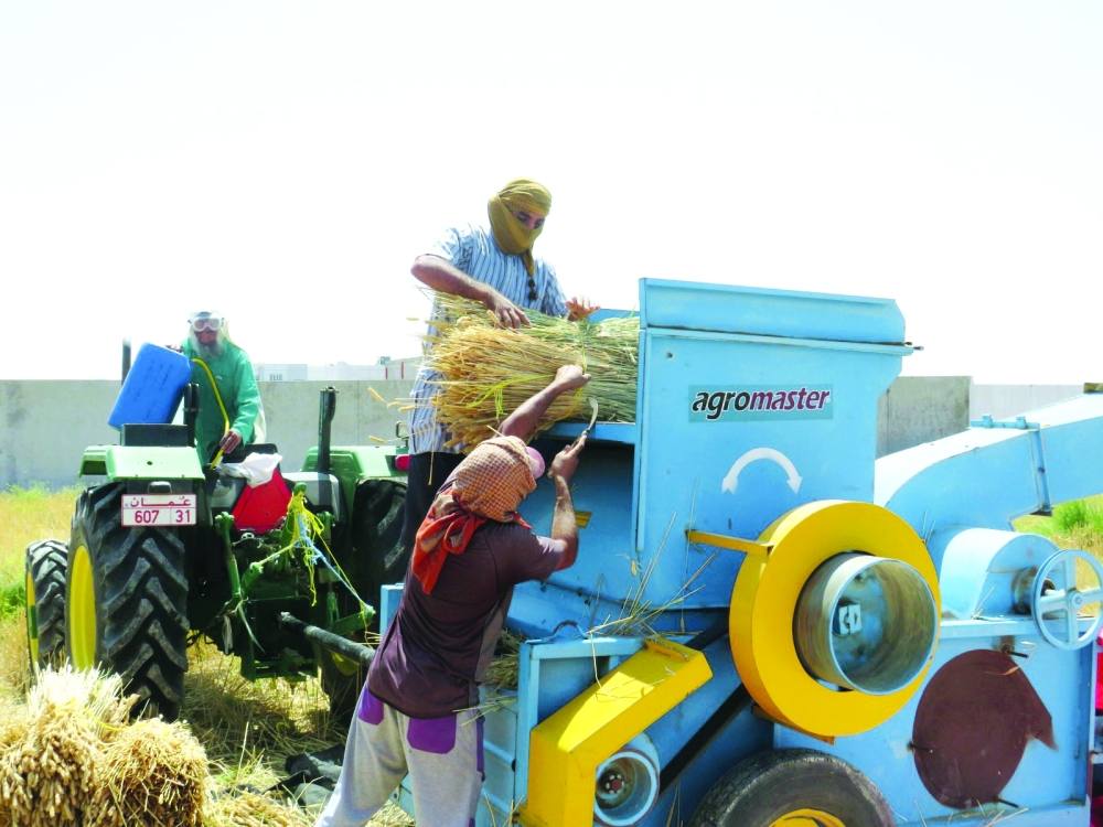 لتعزيز الأمن الغذائي.. سلطنة عُمان تتوسع في زراعة محصول القمح خلال العام الحالي