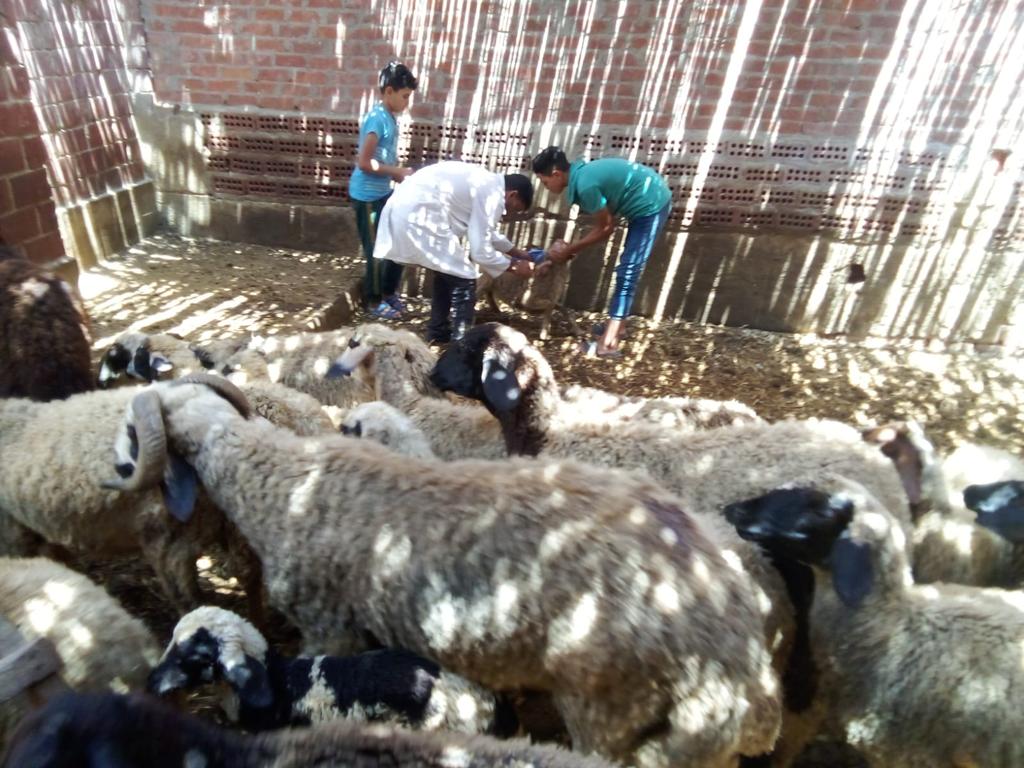 ضمن الحملة القومية للتحصين ضد مرضي الحمى القلاعية..تحصين 378 ألف رأس ماشية بالبحيرة