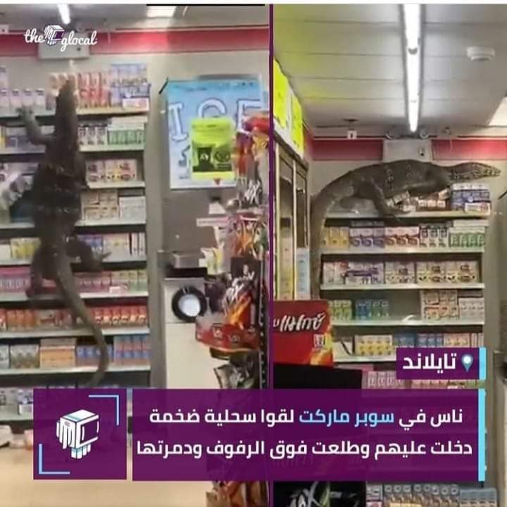 بالصور : سحلية عملاقة تقتحم سوبر ماركت في تايلاند وتسبب الذعر..