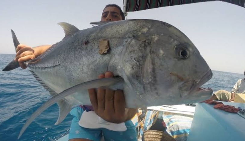 البحر الاحمر...منع صيد أسماك البحر الأحمر أو بيعها في المطاعم لمدة شهرين،تعرف علي السبب 