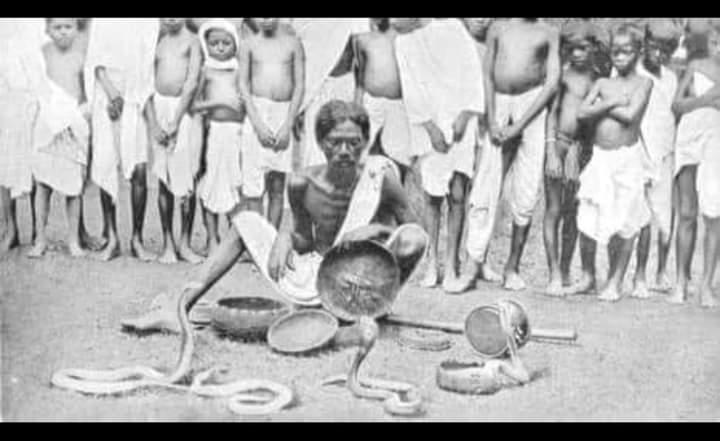 قانون تأثير الكوبرا: وضعه الإحتلال البريطاني للقضاء علي الكوبرا .. فزادت بالشوارع