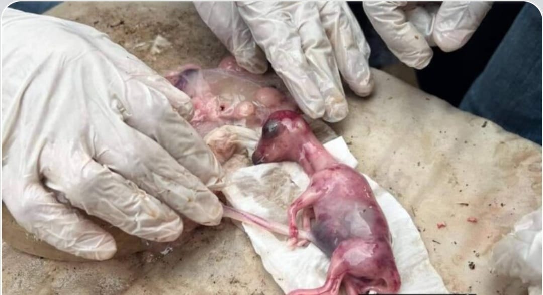 ضبط جنين نعجه تم ذبحها وبيع لحومها بسوهاج