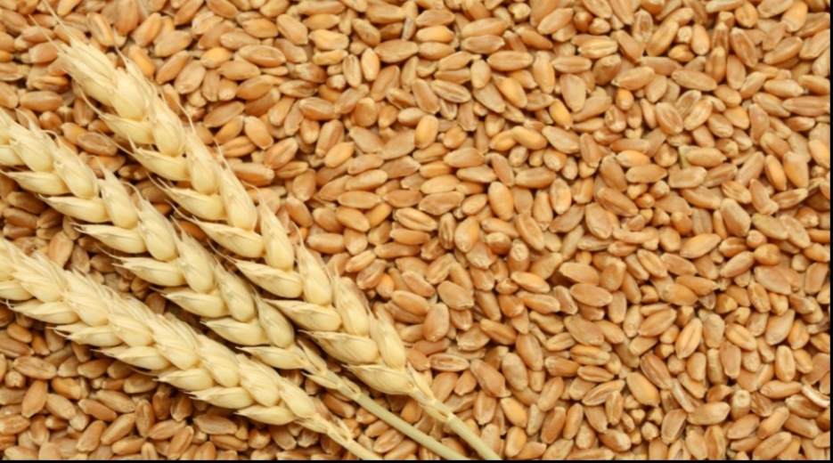 التموين": طرح 12 ألف طن قمح روسي للقطاع الخاص في البورصة السلعية