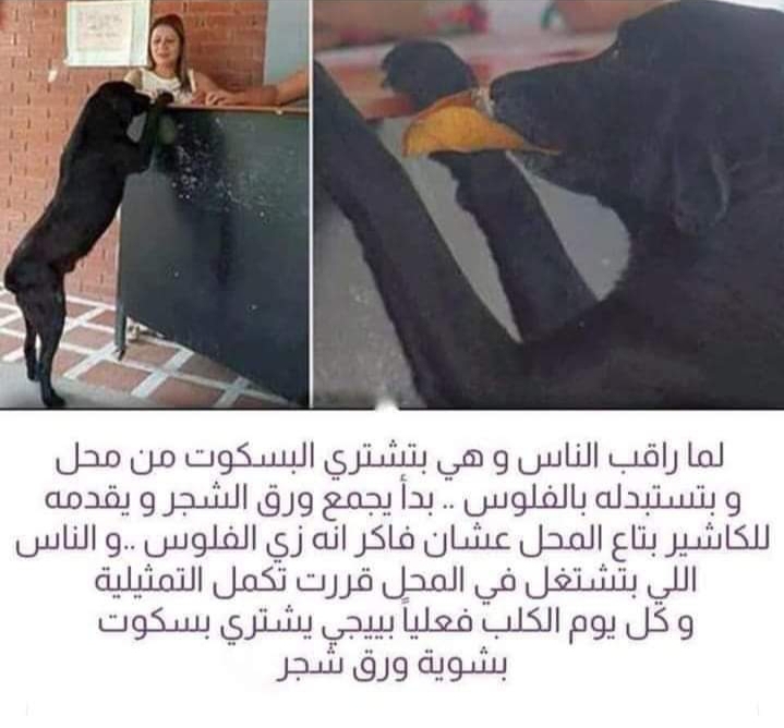 كلب اشترى البسكويت والثمن ورق الشجر