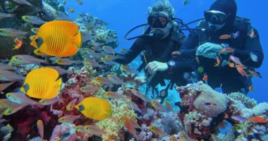 البيئة» تواصل تدريب باحثي محميات البحر الأحمر على مراقبة سلوك أسماك القرش