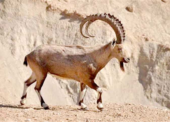 «ملك الجبل» تنتظر إعلانها محمية طبيعية بالصحراء الشرقية