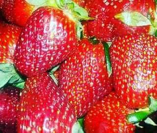 صوت الوطن تنشر سلسلة تحقيقات عن السموم القاتلة