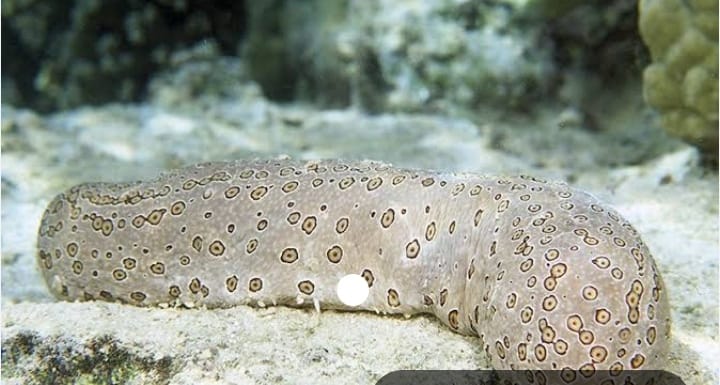 بحث لمشروع الاستزراع خيار البحر بعد اختفاءه