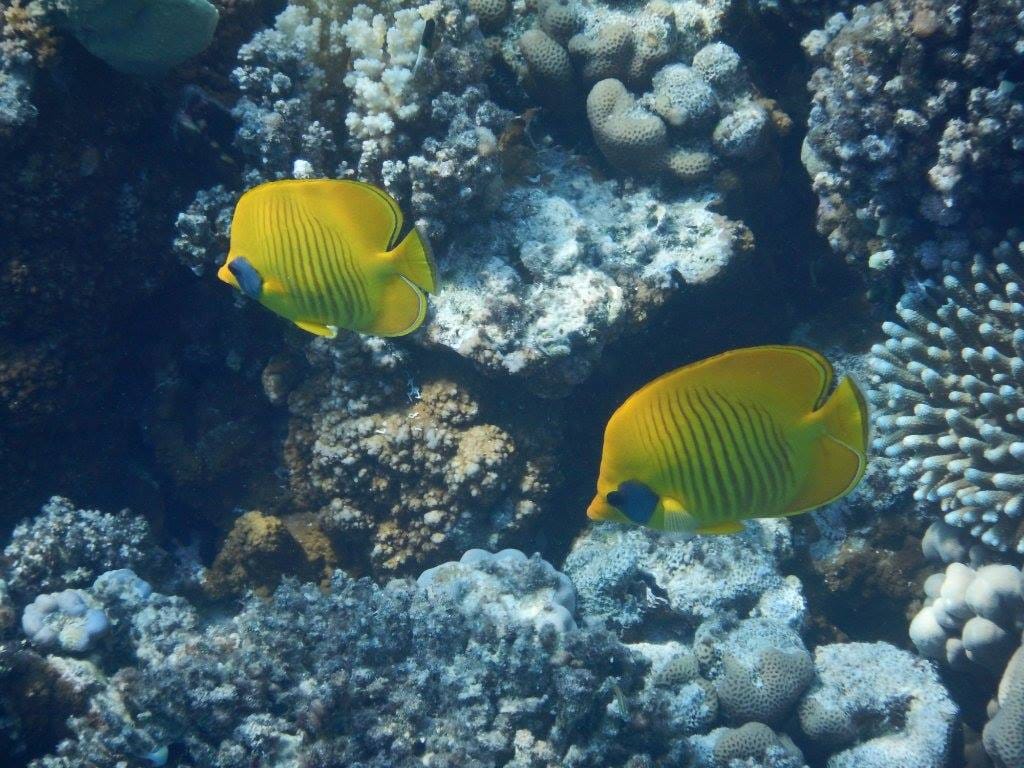 بالصورمحمية «صمداي» ..هنا أجمل الشعاب المرجانية في العالم وأكبر تجمع للدلافين في إفريقيا