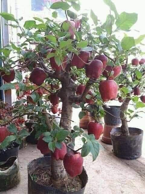 البونساي ( فن تقزيم الأشجار)