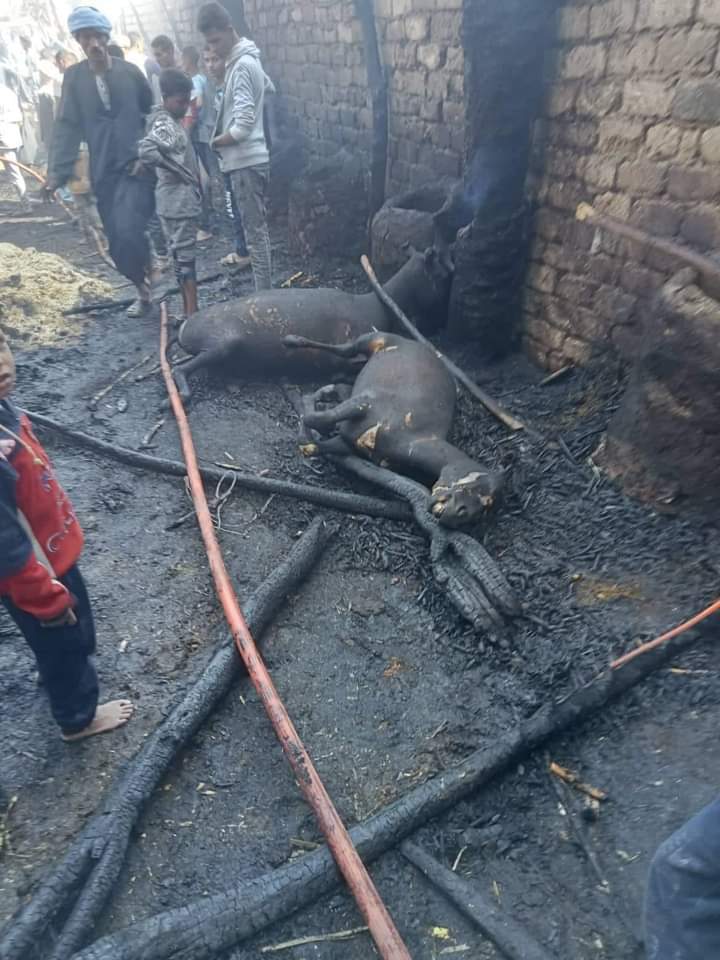 حريق يلتهم مزرعتين للمواشي بمركز طما سوهاج