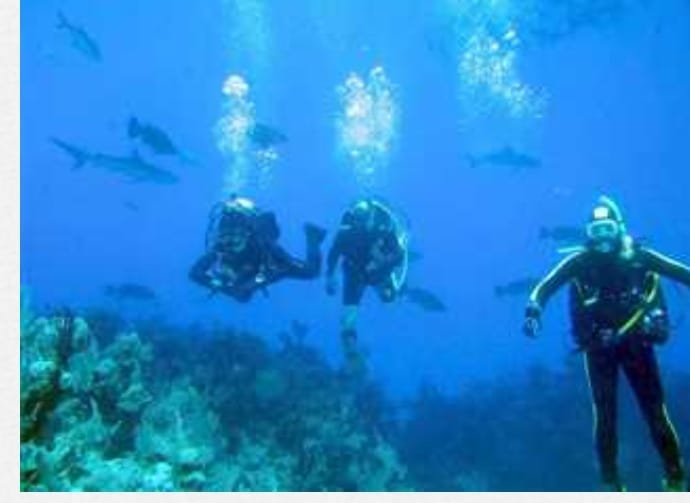 سياحة الغوص تنشئ قاعدة بيانات للرحلات البحرية بالبحر الأحمر وشرم الشيخ