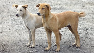 "بأوراق رسمية".. سيدة تمنح تأشيرة خروج للكلاب الضالة للسفر إلى سويسرا