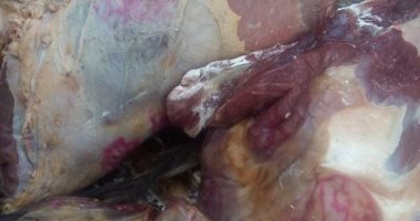 سقوط شخصين بحوزتهما طن رنجة و659 كيلو لحوم فاسدة بالفيوم وكفر الشيخ