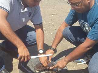 أنقِذوا الشواطئ.. البلاستيك يهدد حياة السلاحف والشعاب المرجانية في مرسى علم