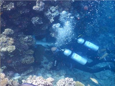 إنقاذ سمكة قرش مسالمة في محمية وادي الجمال| 