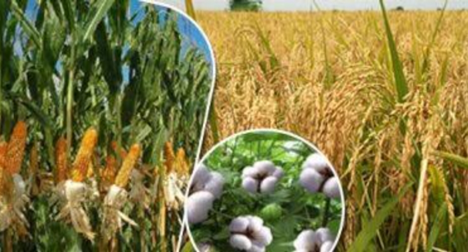 وزير الزراعة : الدولة تدعم المحاصيل الاستيراتيجية لتحقيق الأمن الغذائي