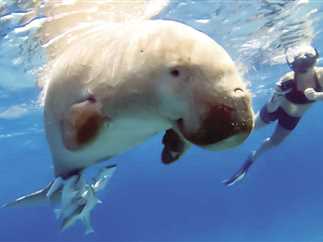 غطاسى البئية يطالبوابعدم إزعاجها.. «عروس البحر» المهددة بالانقراض تظهر بخليج أبودباب في البحر الأحمر