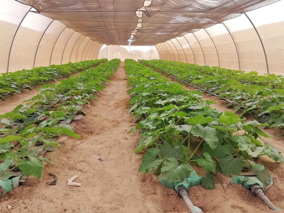 "وادى حوضين" بالشلاتين يحصد المركز الأول للمشروعات الخضراء الذكية المستدامة