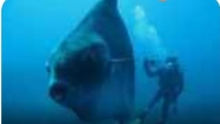 غواصون يرصدون سمكة «مولا مولا» النادرة في مرسى علم