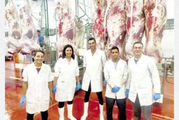 بالصور:  مجزر سفاجا الآلى يذبح 900عجل سودانى من أبقار الغابات