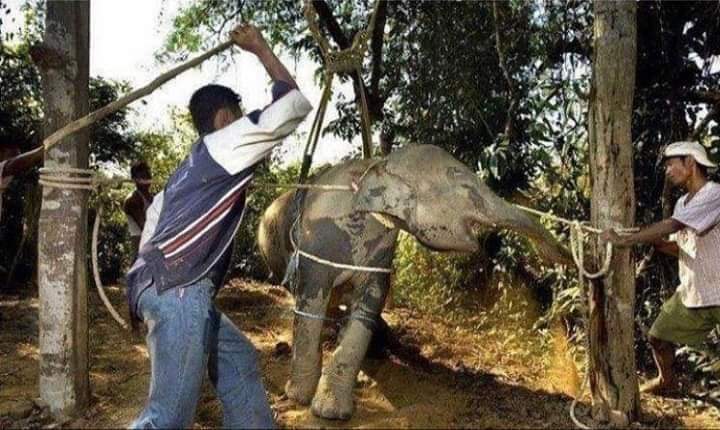 بالصور: ضرب وتعذيب "الفيلة" بشرق آسيا لإمتاع الجمهور