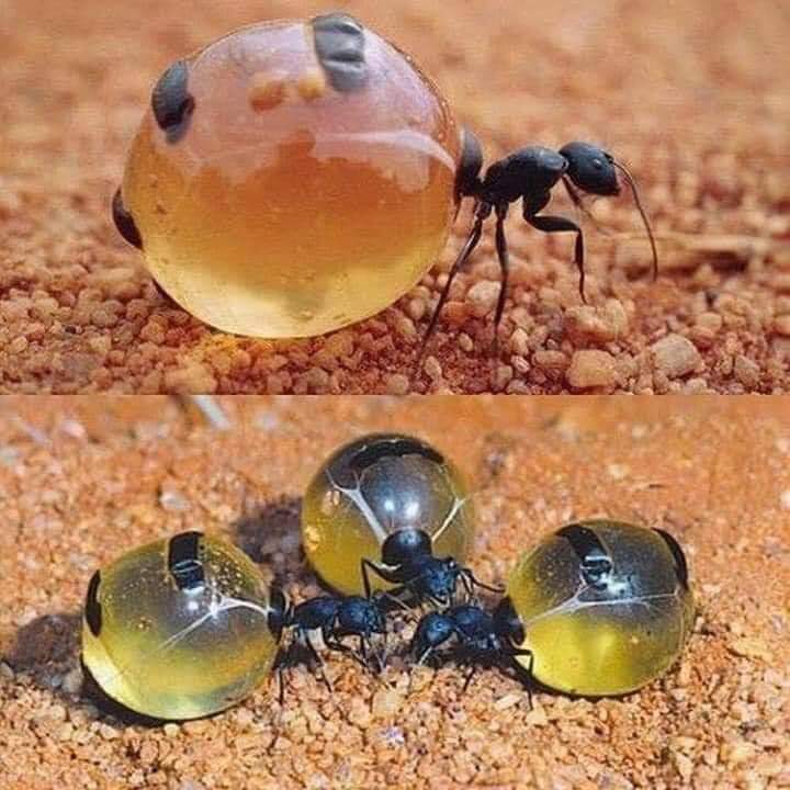 قصة جديدة عن نملة سيدنا سليمان