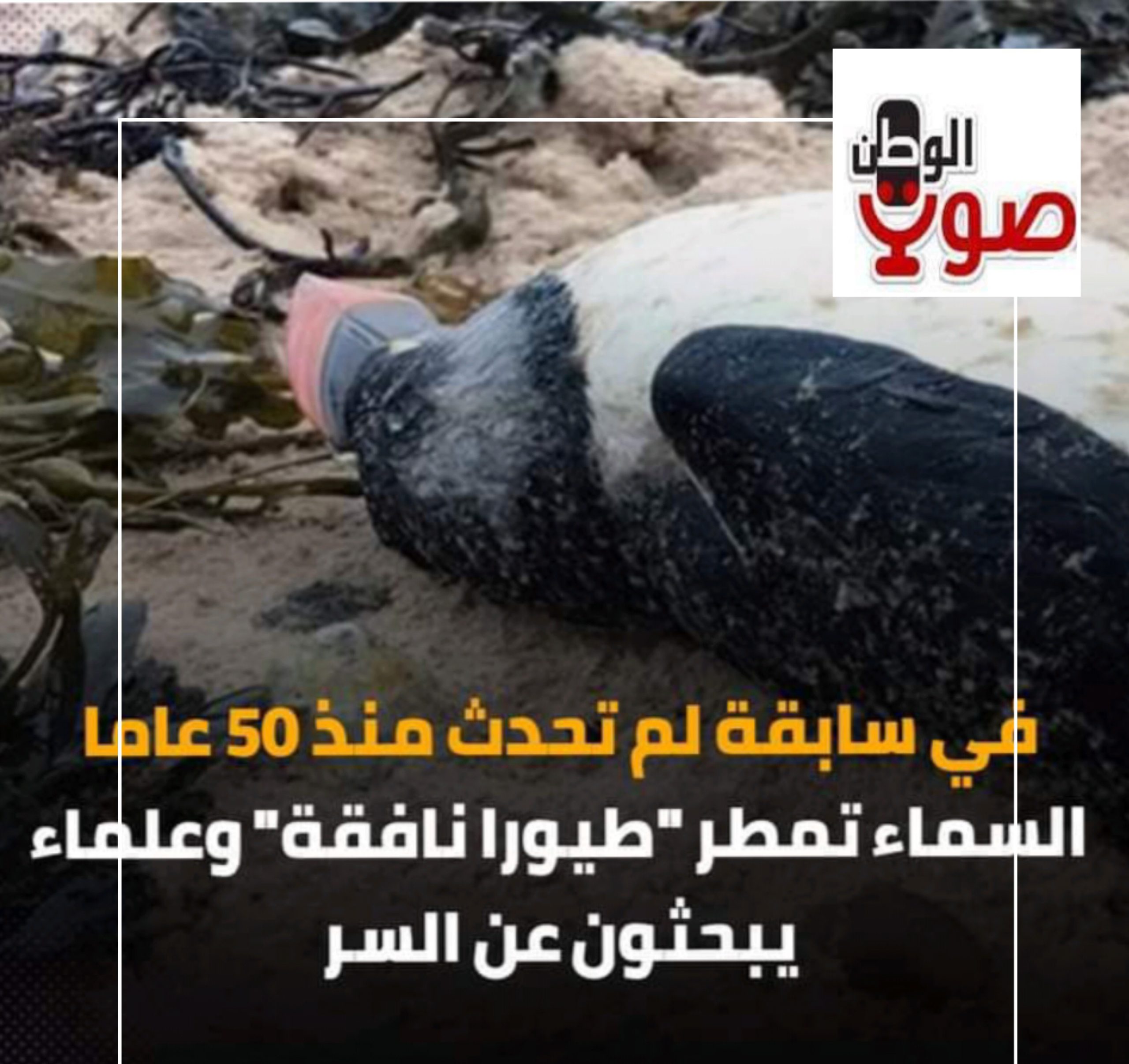 ظاهرة غريبة ..السماء تمطر طيور "المهرج الوفي "نافقة