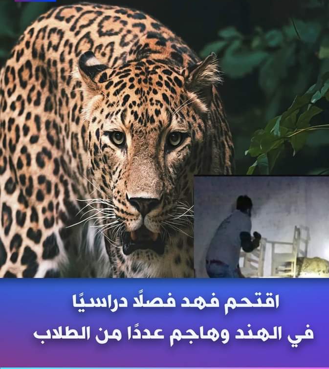 بالصور :اقتحام فهد لإحدى المدارس واصابة طالب