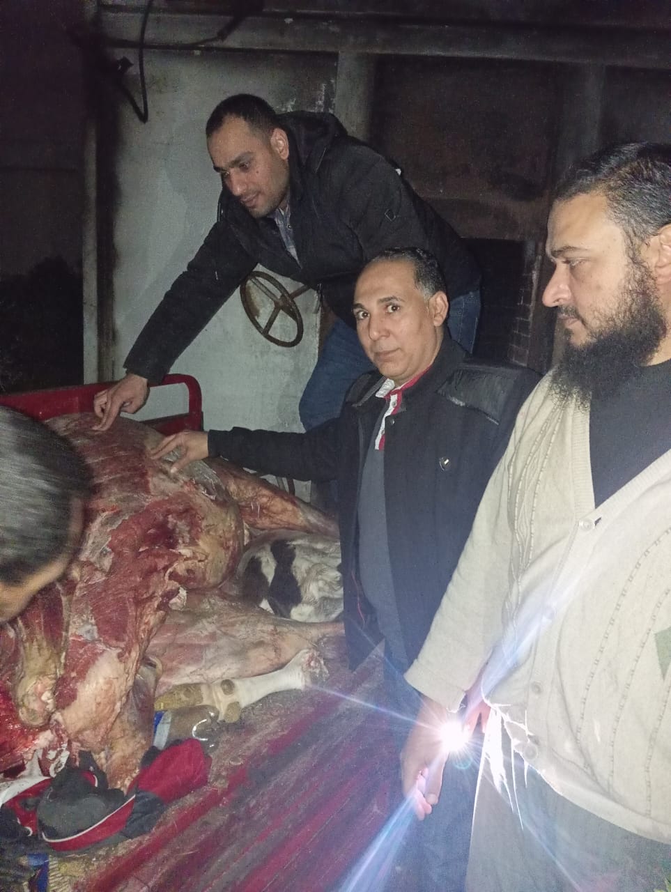 ضبط بقرة تزن 300 كجم مذبوحه ذبيحاً غير حيوي بعد النفوق بدمنهور