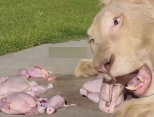 مُربي أسود يثير الجدل بوجبته اليومية الضخمة لأسوده