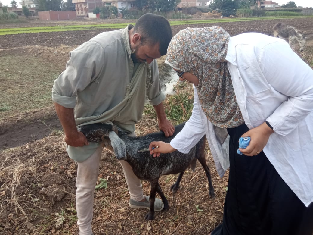 بالصور: تحصين ١٦٥٩٤ حيوان في الأسبوع الأول من الحمله القومية لتحصين المجترات الصغيرة ضد مرض طاعون المجترات الصغيرة بالغربية
